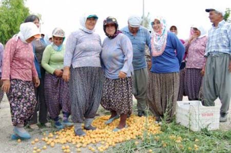 Kayısı üreticileriden fiyatlara tepki